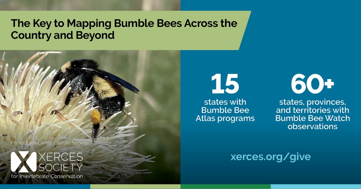 The only way we can survey for bumble bees across the country is through collaboration with volunteer community scientists who collect important data. You too can be a valuable partner in conservation right now, with a gift. Donors make our work possible! xerces.org/x-give