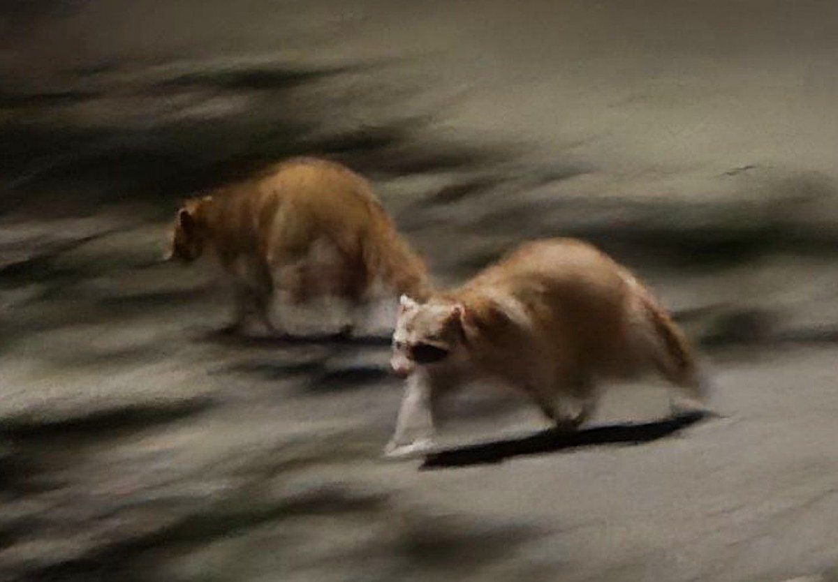 VixDroxDEGGY's tweet photo. Look at them!!!!

A photographer friend of mine is documenting this beautiful family of GOLDEN TRASH PANDAS in Oakland California! https://t.co/as4oc9cdYu