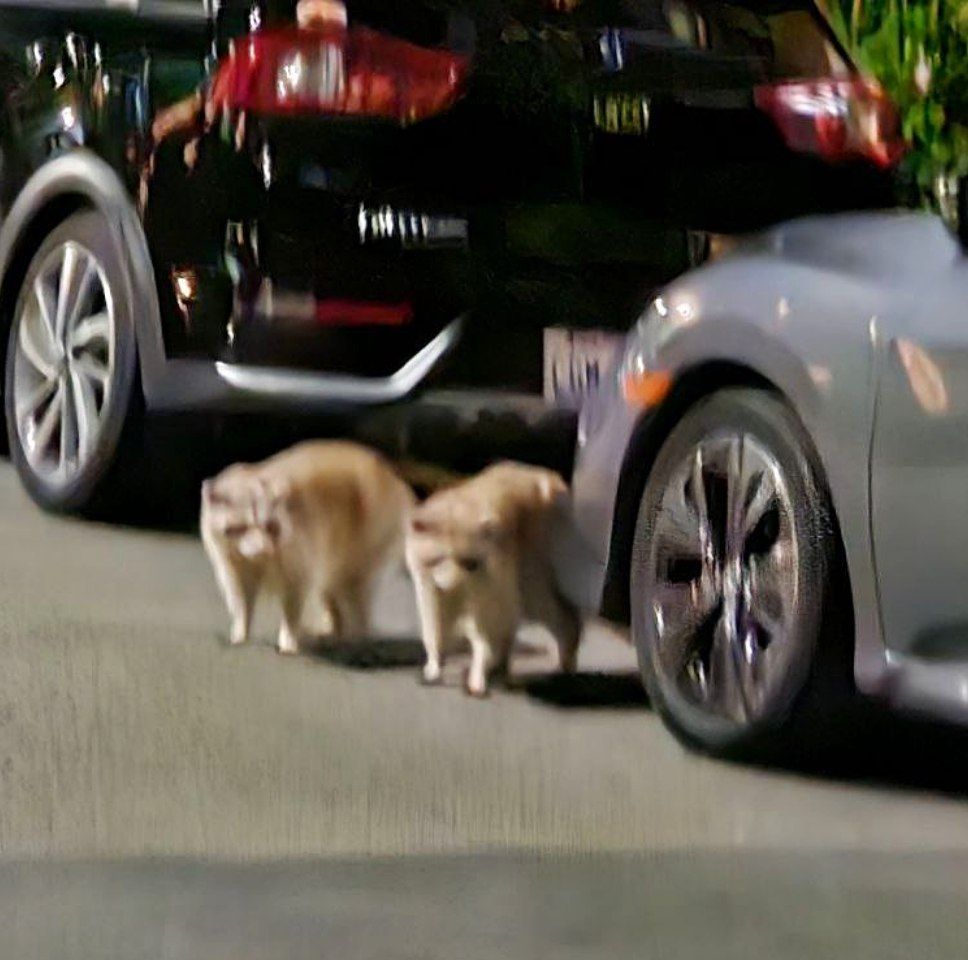 Look at them!!!!

A photographer friend of mine is documenting this beautiful family of GOLDEN TRASH PANDAS in Oakland California!