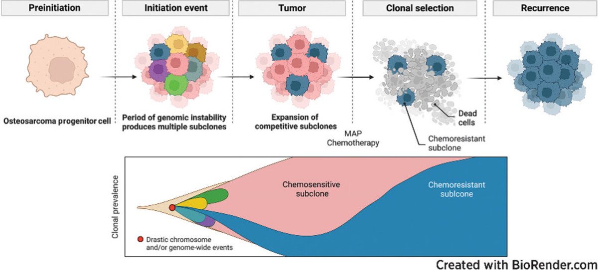 From the latest issue— Subclonal Somatic Copy-Number Alterations Emerge and Dominate in Recurrent #Osteosarcoma, by @MDKinnz et al. bit.ly/3Gmw7V9 @MSKCancerCenter