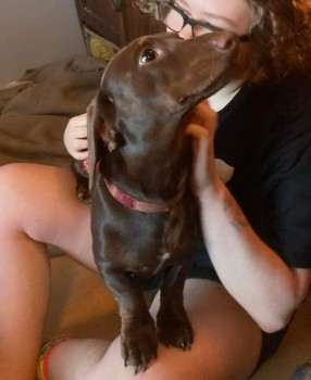 millypod1's tweet photo. 🆘14 NOV 2023 #Lost DUDLEY #ScanMe #STOLEN??#Tagged Brown Dachshund Male #STILLMISSING
#Bushey/ #Rempstone area of #Wareham #Dorset #BH20
https://t.co/VymTqoFrYp https://t.co/LWm6GqX0Bg