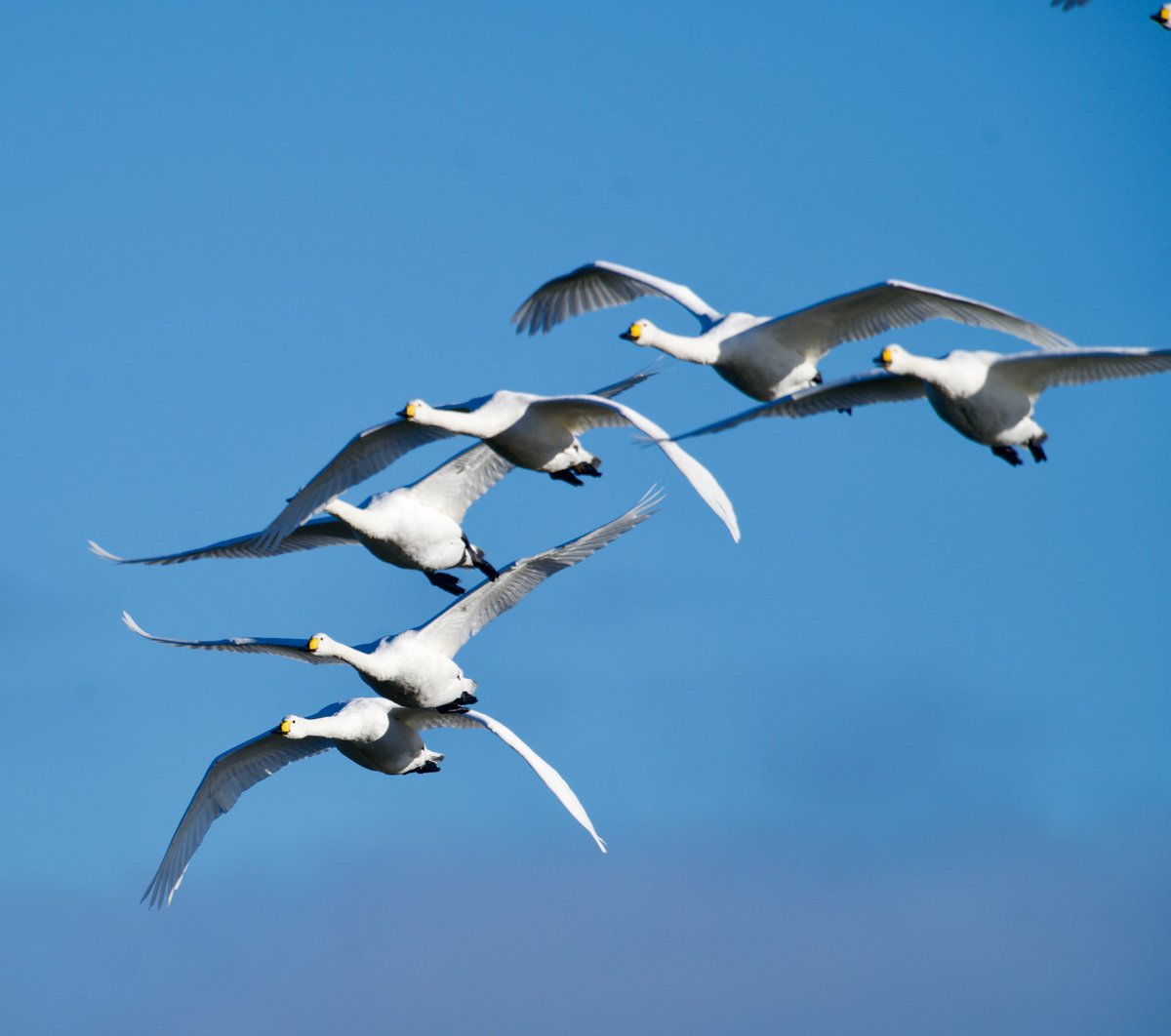 richardcross55's tweet photo. 20 Whooper Swans at Eyebrook Res today, departed at 12.55. @LeicsWildlife @Natures_Voice @RSPBEngland https://t.co/IKplO6qCpX