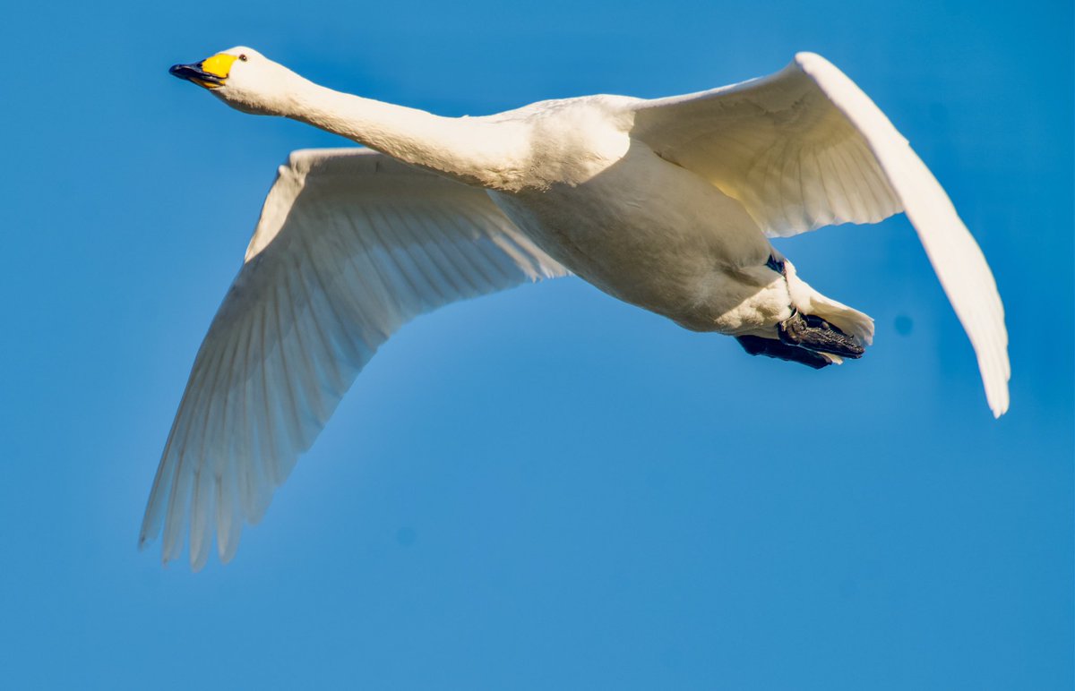 richardcross55's tweet photo. 20 Whooper Swans at Eyebrook Res today, departed at 12.55. @LeicsWildlife @Natures_Voice @RSPBEngland https://t.co/IKplO6qCpX