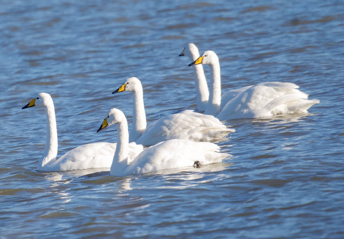 richardcross55's tweet photo. 20 Whooper Swans at Eyebrook Res today, departed at 12.55. @LeicsWildlife @Natures_Voice @RSPBEngland https://t.co/IKplO6qCpX