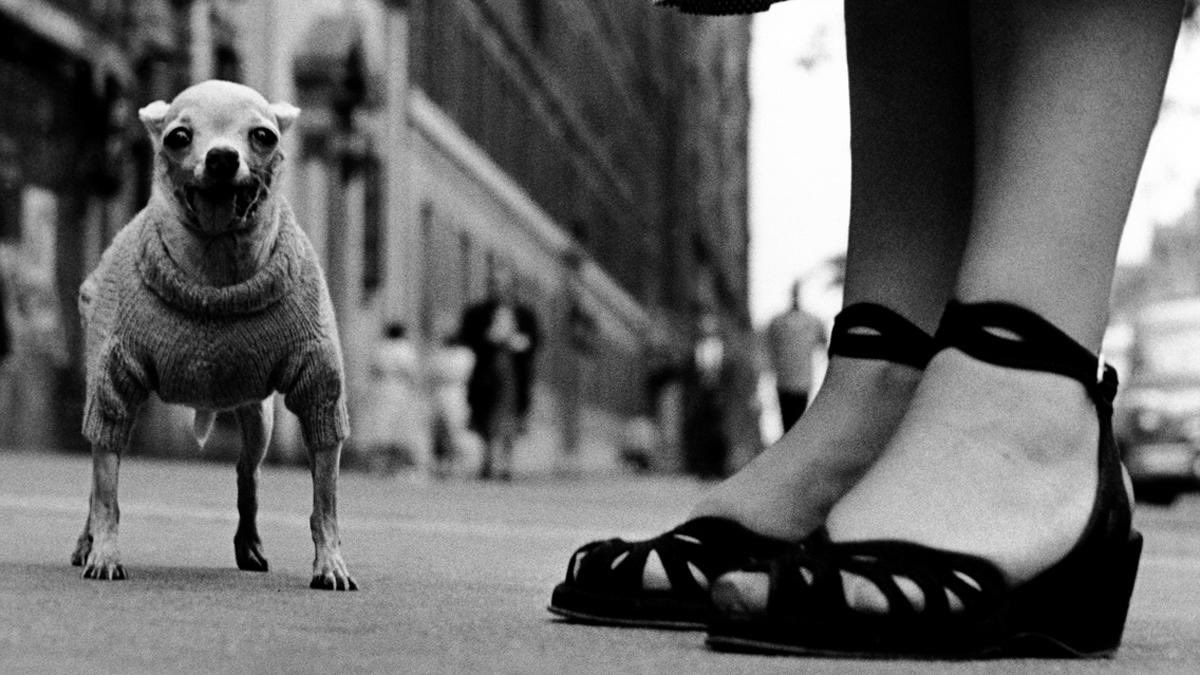 jf_leroy's tweet image. #ElliottErwitt was one of the greats in photography. His candor, humor, and sense of irony were a breath of fresh air and ultimately set him apart from the rest. It is with a heavy heart we learn of his passing. Adieu, Elliott.

Photo © Elliott Erwitt / @MagnumPhotos