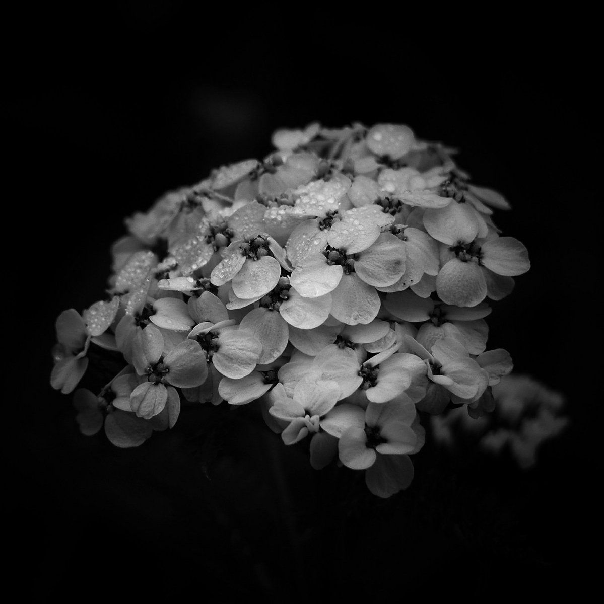 Better late than never... #bnw_macro_flowers #BlackandWhiteMacro #BlackandWhitePhotography