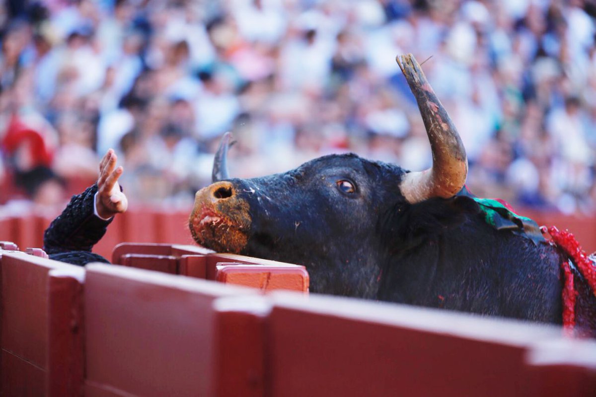 Red AntiTauromaquia tweet media