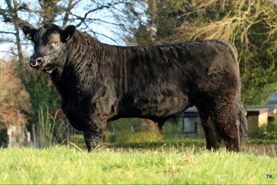 SBullbank's tweet photo. Drumcrow Reeko AA8559 
📌 5 Star DBI €179
📌 5 Star Terminal €146 - 3rd highest in AI 
📌 4 Star Replacement €135
📌 €142 Beef sub index 
📌 1.5% calving difficulty on beef cows
📌 3% calving on Dairy cows, 7.9% on Dairy heifers 
📌 -2 days gestation
📌 €30/straw https://t.co/iesUGfZStf