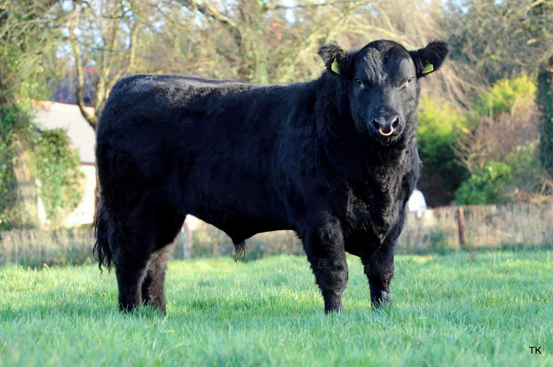 Drumcrow Reeko AA8559 
📌 5 Star DBI €179
📌 5 Star Terminal €146 - 3rd highest in AI 
📌 4 Star Replacement €135
📌 €142 Beef sub index 
📌 1.5% calving difficulty on beef cows
📌 3% calving on Dairy cows, 7.9% on Dairy heifers 
📌 -2 days gestation
📌 €30/straw