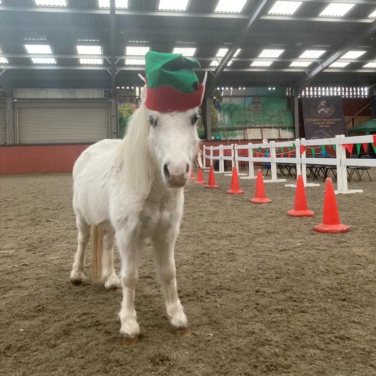Gizmo is so excited for our Christmas market on Saturday that she's wearing her elf hat already!

#rda #horse #charity #christmas #westlondon #wormwoodscrubs #shepherdsbush #whitecity #eastacton #northkensington