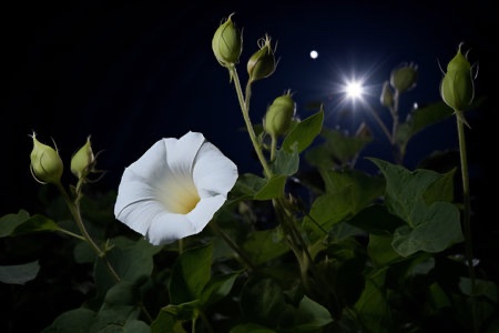 DogeReeveElon36's tweet image. When your carnation wilts wither 
Moonflowers still flower
Bcoz
Through the very dark 
Moon a beacon shines 
Giving stars &amp;amp; like moonflower
Hope to gather 
Lighting up even the night 
Just see moon &amp;amp; remember 
You can be a star like a moonflower

#bravewrite 
#poetry 
#pic 123rf