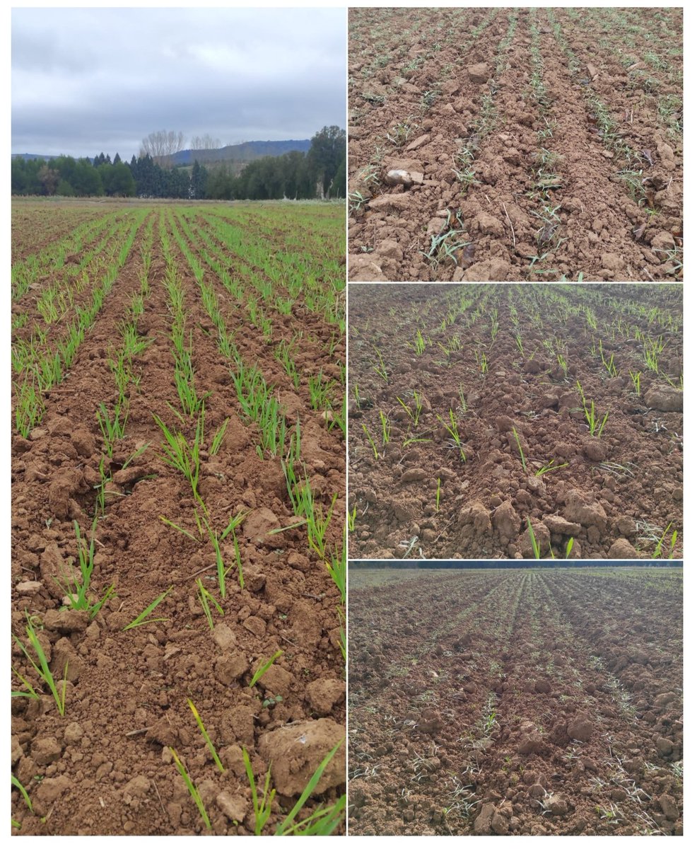 jlgabriel12's tweet photo. @INIA_es @CSIC @CEIGRAM @AGRISOST_CM @AgEInves @marrayser @SanJuanH_Raul @CubiertaVegetal @AEACSV @conde_onde 🌱 Ya va verdeando por tercer año consecutivo nuestro ensayo de #CubiertasVegetales (distinta densidad de siembra, distinta proporción de #veza y #cebada y #Laboreo vs #NoLaboreo).
🔎Este tercer ciclo esperamos diferencias importantes en propiedades del suelo.😉
📸 @SanJuanH_Raul https://t.co/OevVnR87rU