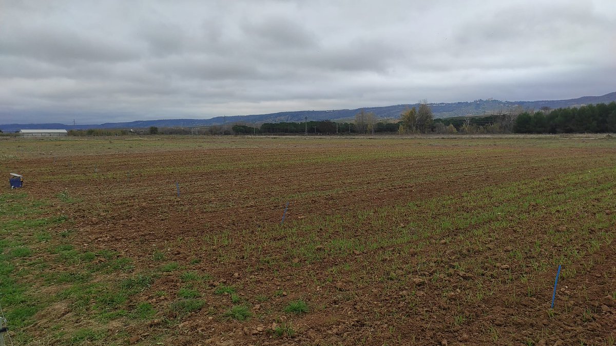 jlgabriel12's tweet photo. @INIA_es @CSIC @CEIGRAM @AGRISOST_CM @AgEInves @marrayser @SanJuanH_Raul @CubiertaVegetal @AEACSV @conde_onde 🌱 Ya va verdeando por tercer año consecutivo nuestro ensayo de #CubiertasVegetales (distinta densidad de siembra, distinta proporción de #veza y #cebada y #Laboreo vs #NoLaboreo).
🔎Este tercer ciclo esperamos diferencias importantes en propiedades del suelo.😉
📸 @SanJuanH_Raul https://t.co/OevVnR87rU