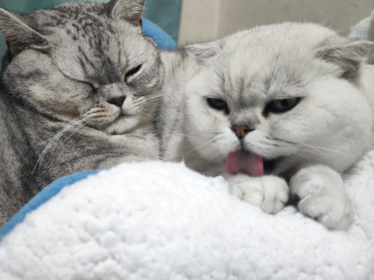 WisdomZ (@lanbo1989) on Twitter photo 