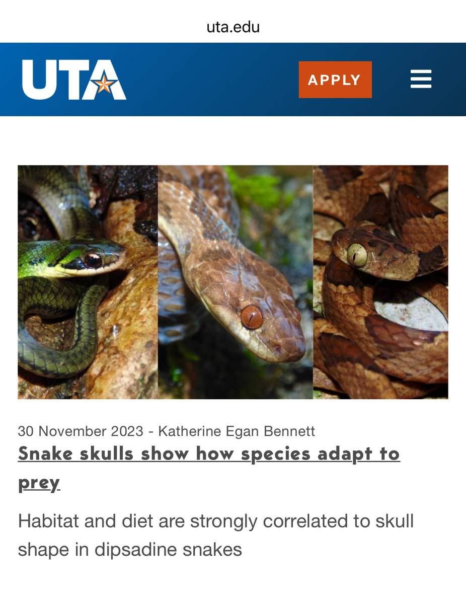 Snake skulls show how species adapt to prey