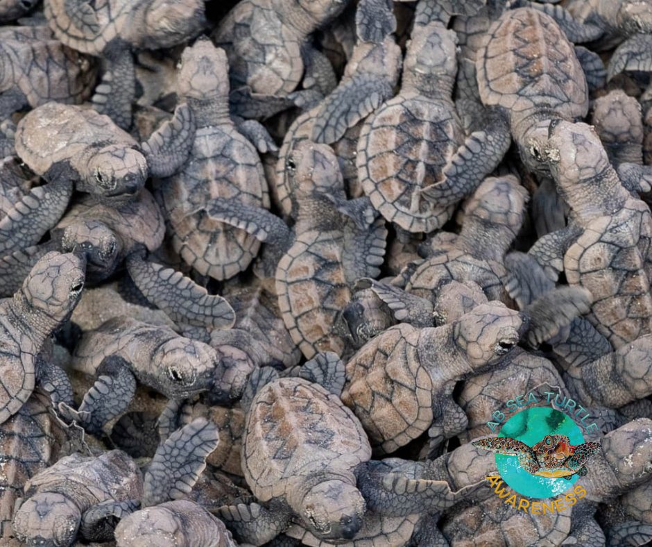 And this is what a bale of sea turtles looks like. 
💚🌊🐢

#loveantiguasseaturtles #ProtectTheHatchlings
#hawksbillturtle #abseaturtleawarenes
#saveantiguasseaturtles #loveantiguabarbuda