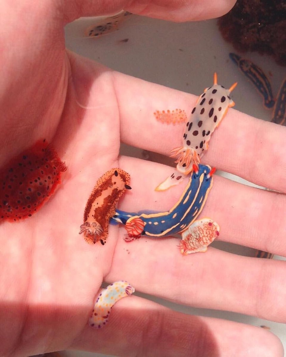 aqualuvsuotd's tweet image. hand full of little guys !!!!