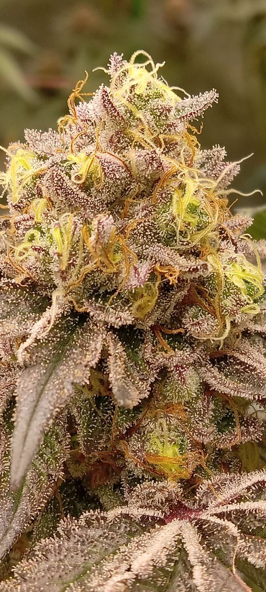 808geneticsjb's tweet photo. Baddie grown by @Tre8DaGreat #808Genetics https://t.co/RDSooP0DFG