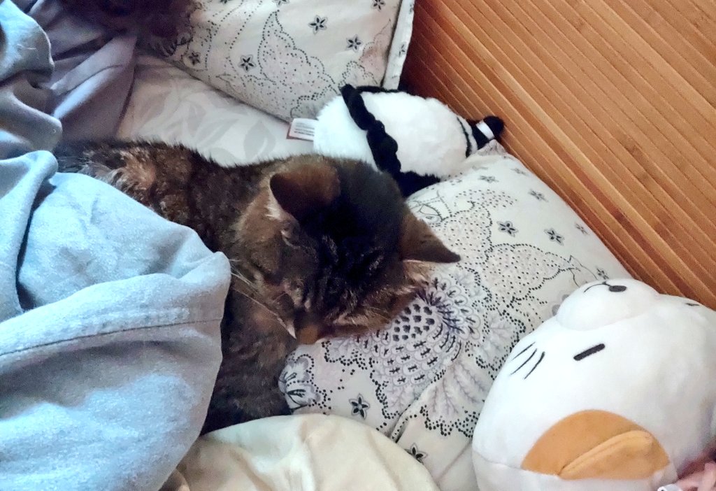 NochiChoice's tweet photo. нашого старшого кота не стало. йому був 21 рік. він прожив дуже довге життя, сповнене люті та ненависті до всього живого. але він мав вірних і люблячих рабів.
Фуня, Фунічка, Фуньфунь, Фундрапєций... я завжди тебе пам'ятатиму, старий ти гамнюк 💔 https://t.co/0SIxjPoygA