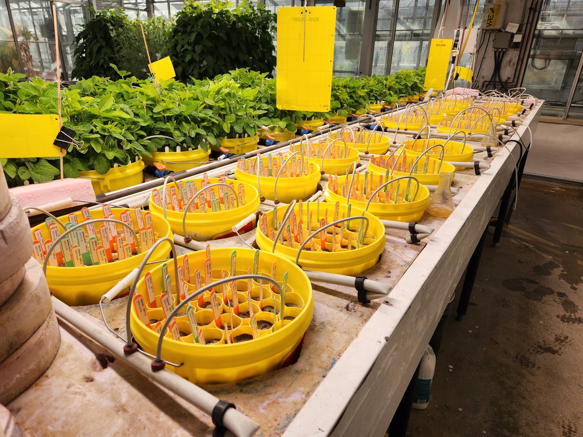 Looks like we might need a bigger #SCN screening , more demand for HG-typing and screening against different SCN populations on soys and common bean.