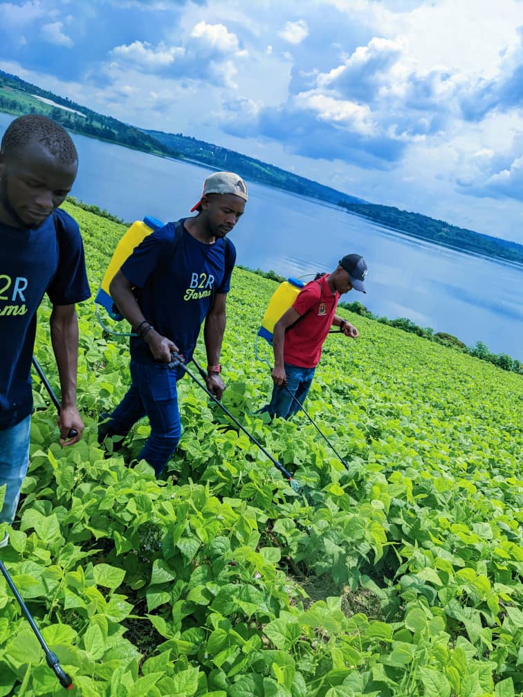 fiacrejeanapul's tweet image. To be ambitious, Hard working,commitment, self motivation and focus on what we do. It's best requirements might b3 needed by each and every  professional agriculturalist. We are doing foliar fertilizer application on beans cultivated in #conservationagriculture. Thanks #charles