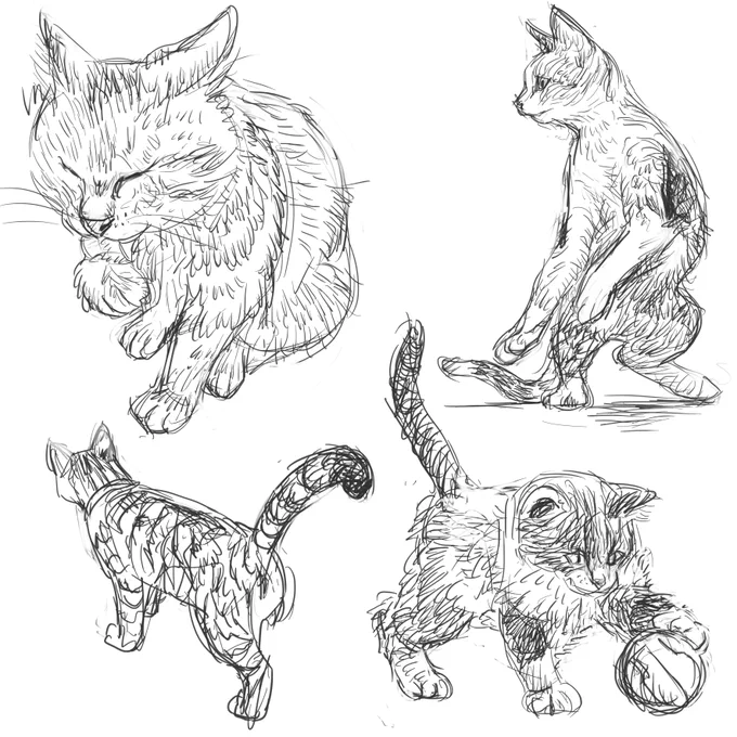 燃えよドラゴン 久々に劇場で観ました😸 やっぱり良かった パンフレットは無かったので Don't  Think Feel  Tシャツを購入😼 苦しまぎれは 猫モシャー おやすみなさいー😴