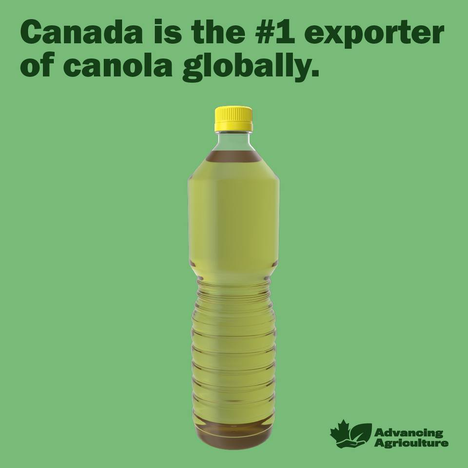 Did you know that Canada is the #1 exporter of canola globally? Help us keep Canadian canola and other crops competitive by joining us at 

advancingagriculture.ca
#AdvancingAgriculture