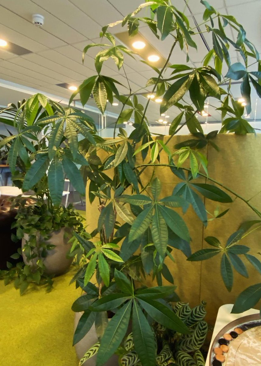 JustPlants's tweet photo. A little selection of plants from our recent maintenance travels....

#plants #officedesign #plantsmakepeoplehappy #plantsatwork #officeplants #plantmaintenance https://t.co/mQGIrdoZKp