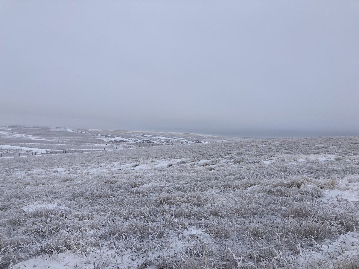 Stockgrowersfdn's tweet photo. DYK?
Fall/Winter can be a strategic time to seed native grass!

We currently have funding available through our Reverse Auction for Grassland Restoration for seeding native grass blends. Learn more at https://t.co/tOlo5uExZI #nativegrassland #grasslandrestoration https://t.co/4uoS59oSBI