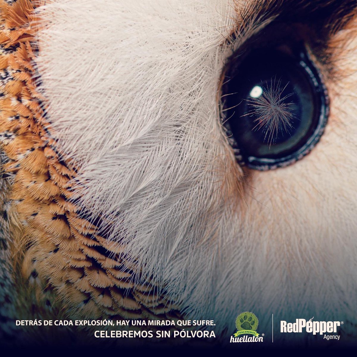 RedPepperAgency's tweet photo. Las aves son sensibles a las explosiones. Su ritmo cardiaco aumenta a tal punto que mueren literalmente infartadas del susto. Detrás de cada explosión 💥 hay una mirada que sufre. #SinPólvora #Alborada https://t.co/SHFXLlXBGe