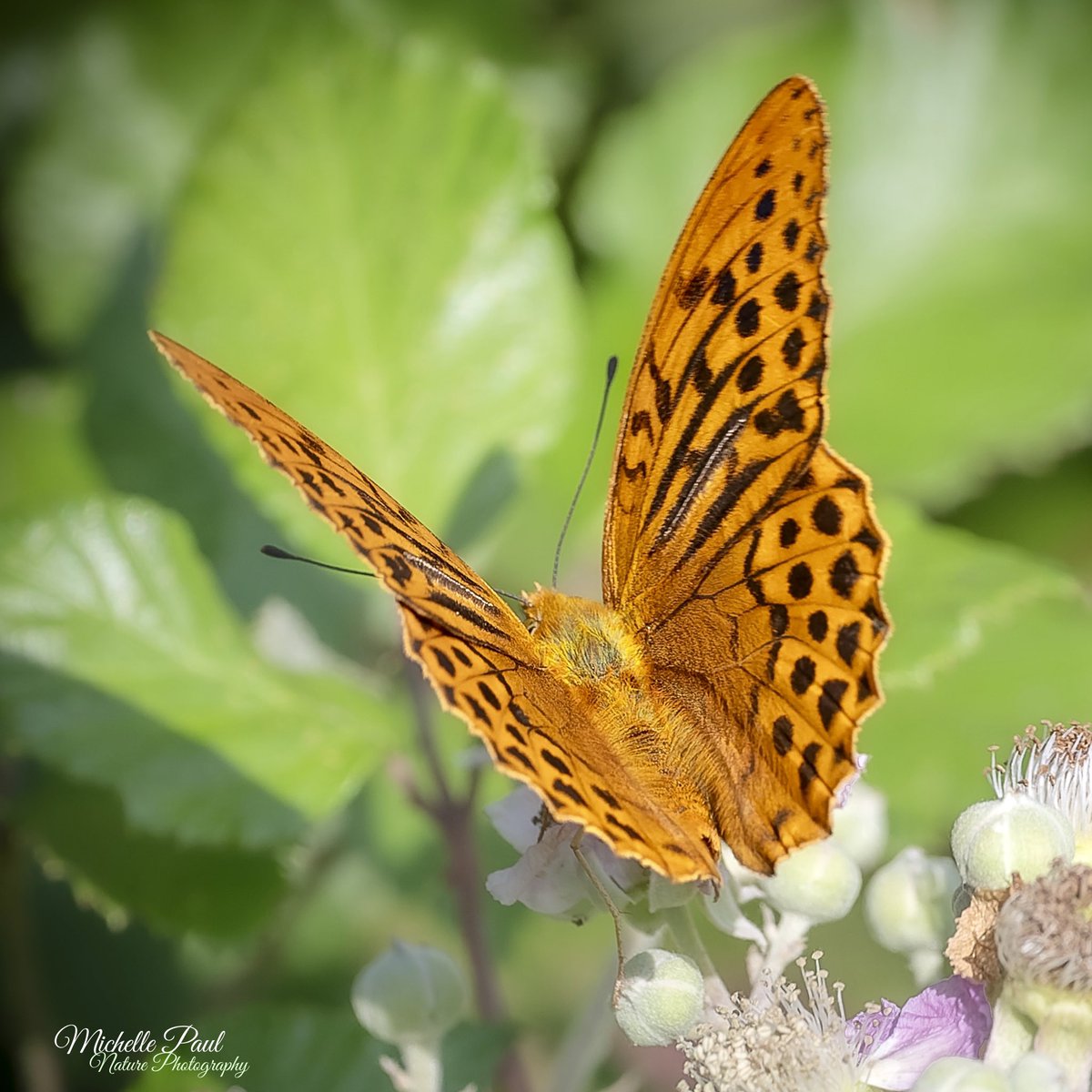 #ThrowbackThursday Memories of my summer visit to France and a beautiful silver-washed fritillary 🦋🧡 #TwitterNatureCommunity #TwitterNaturePhotography