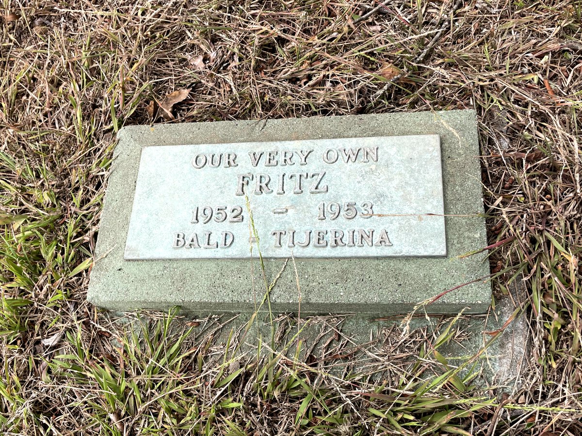 Graves, Mostly Colma tweet media