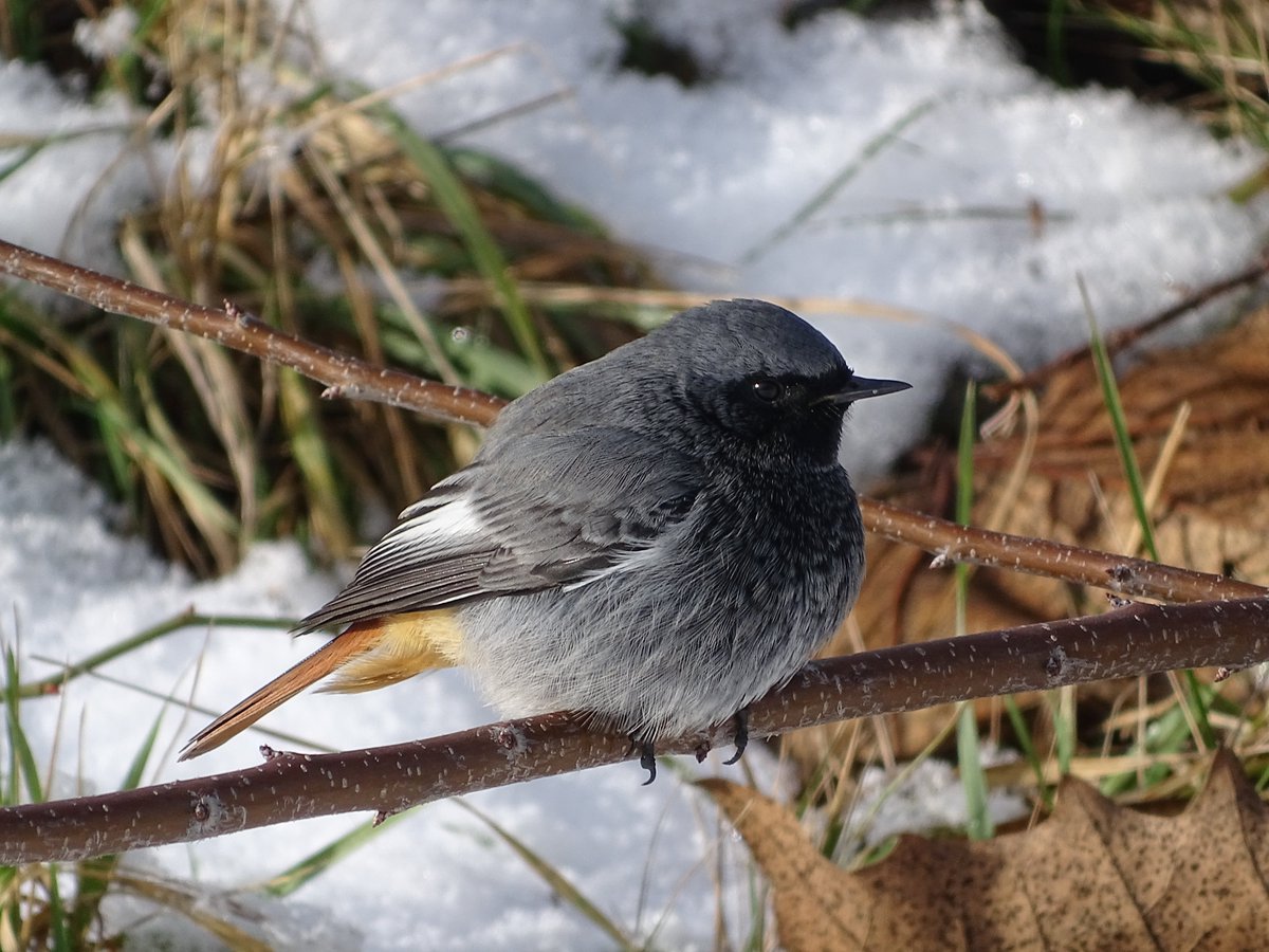 rytikerttunen's tweet photo. Exciting times ahead as we kick off the next #BlackRedstart field season in Brno! Wondering how many survivors we’ll encounter and how many new ones we’ll mark? Join us in exploring the winter magic of Brno through the eyes of these beautiful birds | #BrnoRedstart https://t.co/HH3uXgeQXn