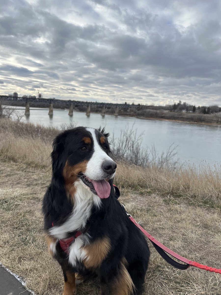 Shaking an afternoon slump with a river walk! The bitterly cold air is blasting every bit of sleepiness out of us!😜
#Saskatchewan #playoutside #dogsofx #winterwind