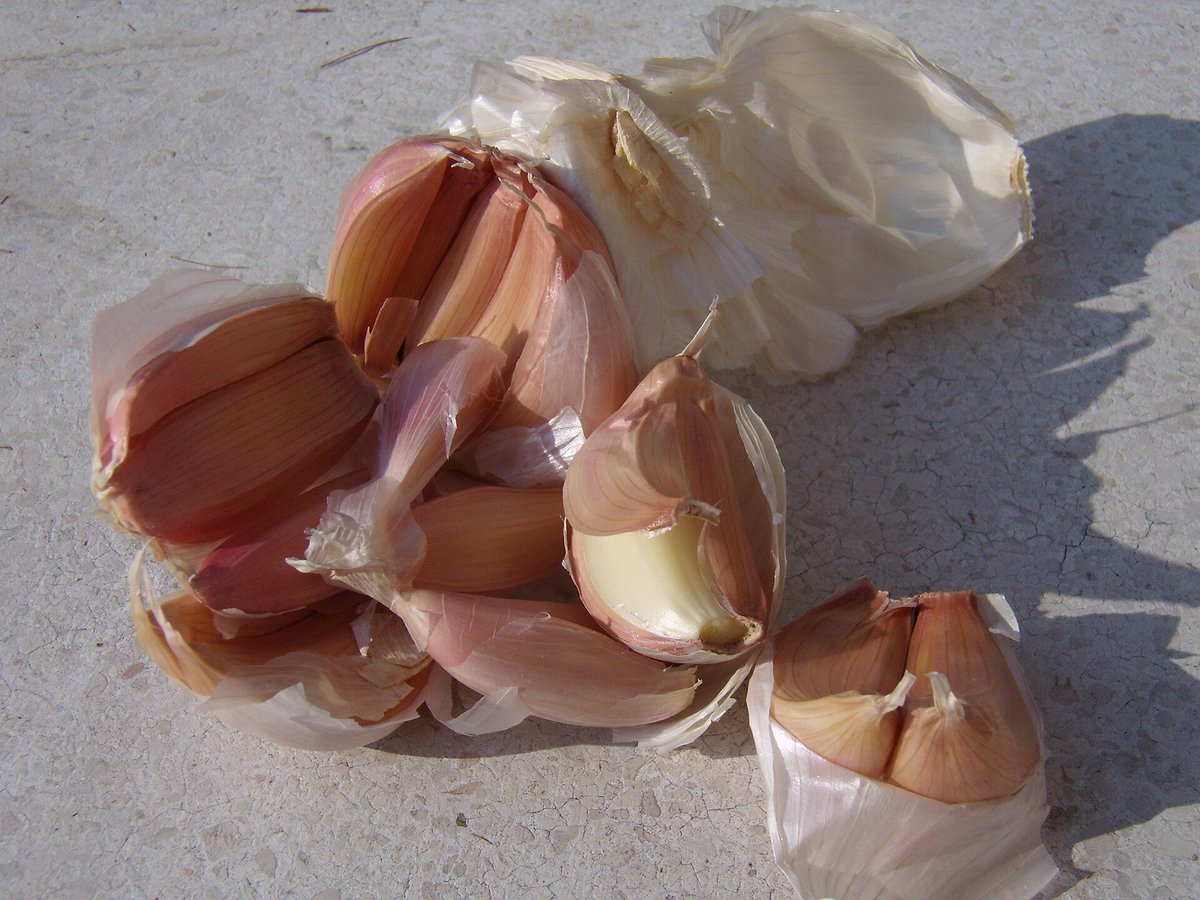doubtpointv2's tweet image. this pic from the wikipedia page for garlic is so beautiful to me