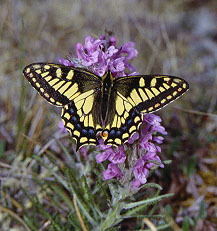 Students studying Lepidoptera can apply for research grants from <a href="/TheLepSoc/">TheLepSoc</a>  (due Jan 15, 2024, 3 awards, $1,000 each). Must be members of Society, but email info@lepsoc.org to waive fee. Application is on the awards page for the Society lepsoc.org/content/awards.
