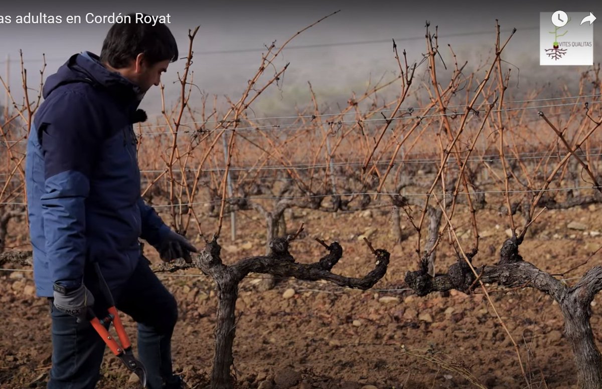 Viticultura UPNA tweet media