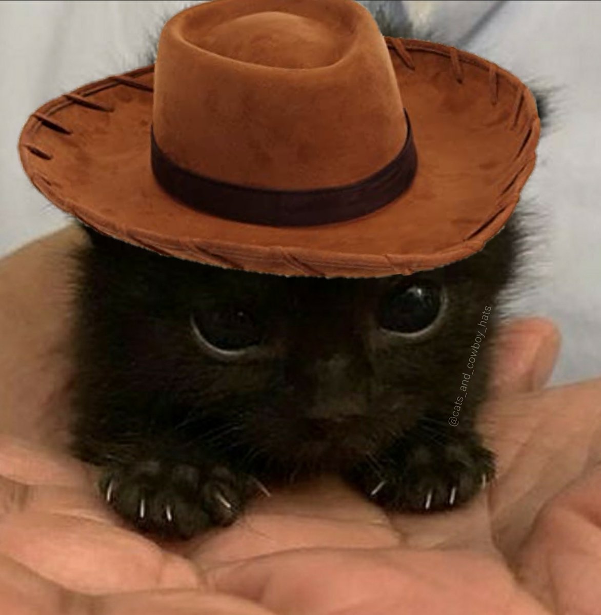 Cats And Cowboy Hats (@CowboyCats) on Twitter photo 2023-11-30 20:22:57