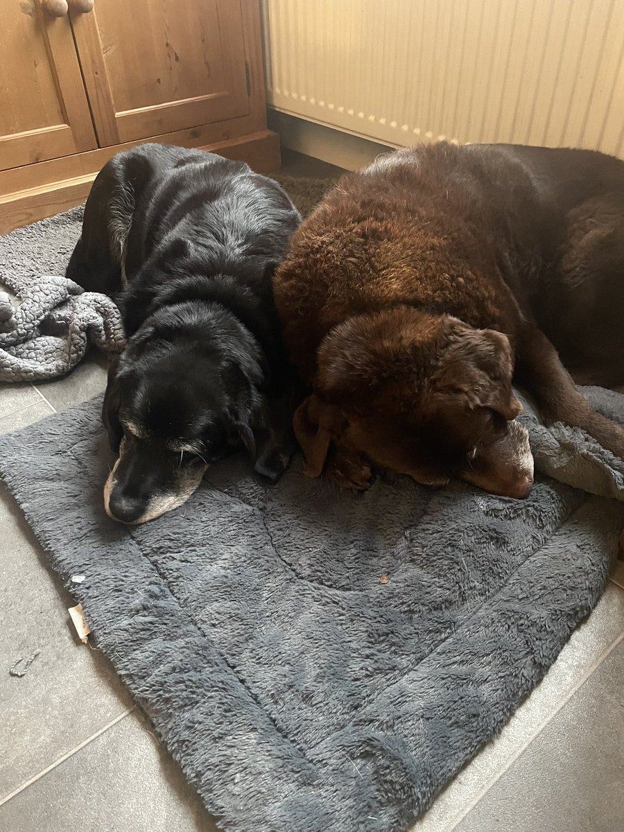 loumarriott's tweet photo. @StPetrocks They’d like to help  - will drop off supplies 🐶🐶 https://t.co/c8AeGgu84d