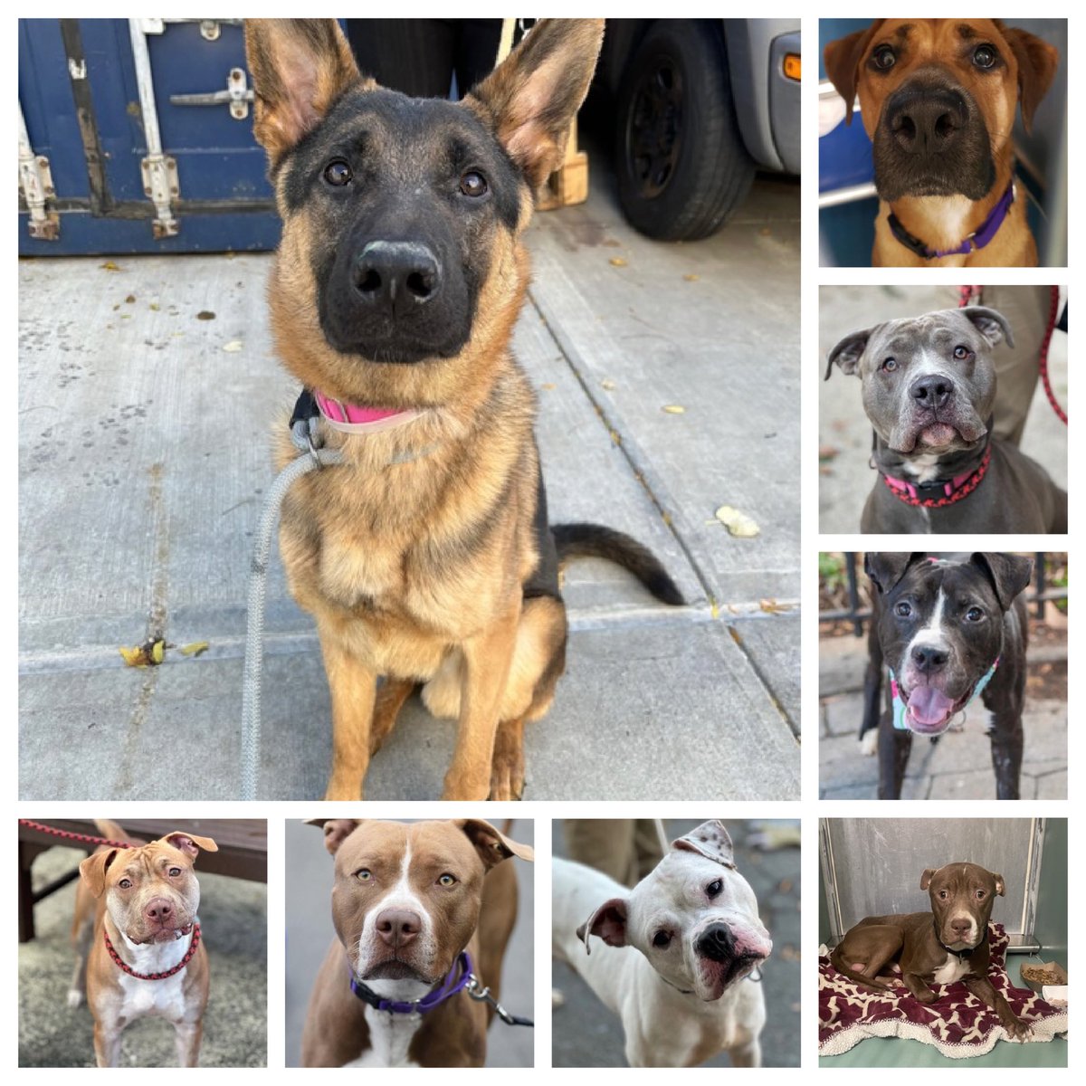 Panda and Kash just lost their lives in NYCACC. Rex, Shelby, Pechugo, Arcade, Poppas and Halo join Cooper and Jake - DELISTED TBK immediately. Please help them. DM @notthesameone2 or email keitholbermanndogs@gmail.com for assistance. Thank you.