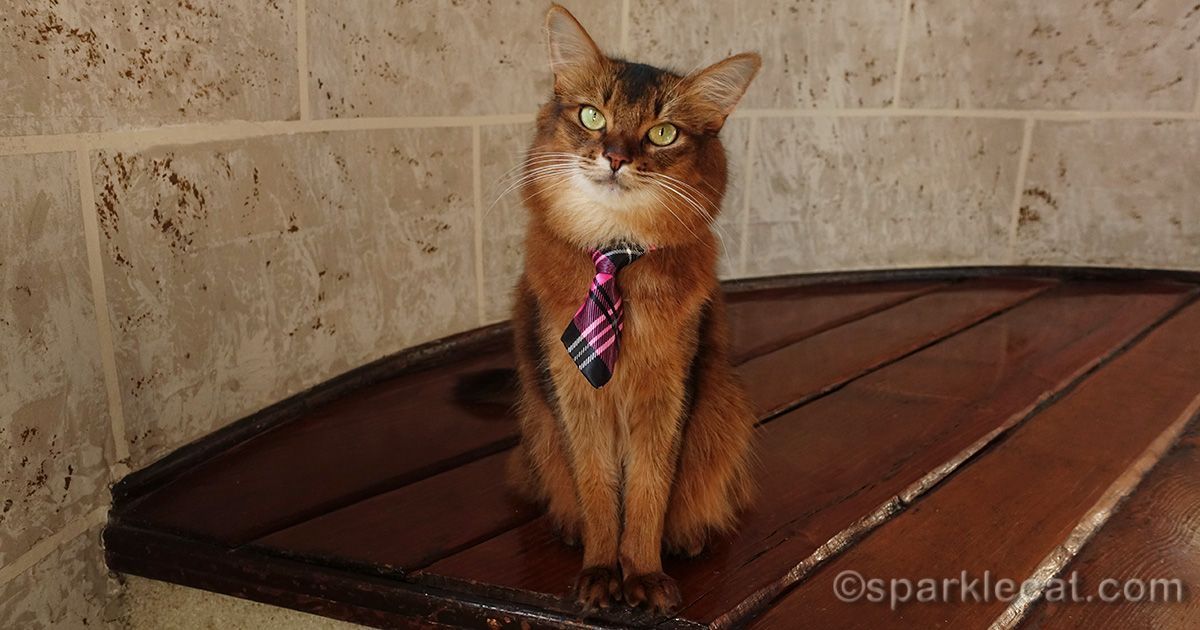 sparklecat's tweet image. Being a therapy cat and celebrity cat that makes public appearances has taught me a few things. Here's the list...I think you may learn something here too: buff.ly/3mnA2Ft #catlife #cats #catlessons