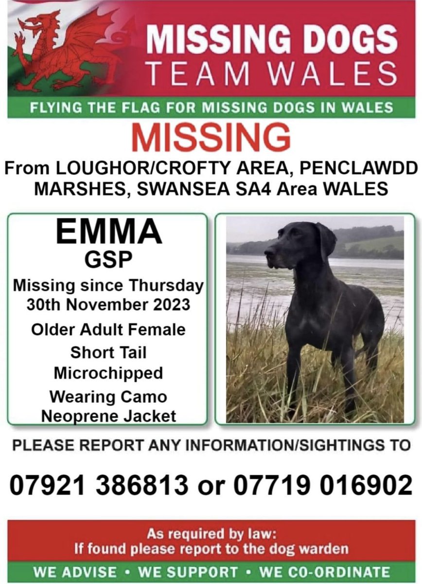 missingdogwales's tweet image. ‼️EMMA IS MISSING IN THE #MARSHES AREA OF #CROFTY/#LOUGHOR #PENCLAWDD AREA #SWANSEA SA4 #WALES 
Since Thursday 30/11/23

‼️ANY SIGHTINGS OF HER PLEASE CALL EITHER NUMBERS STRAIGHT AWAY ON THIS POSTER ⬇️⬇️⬇️⬇️