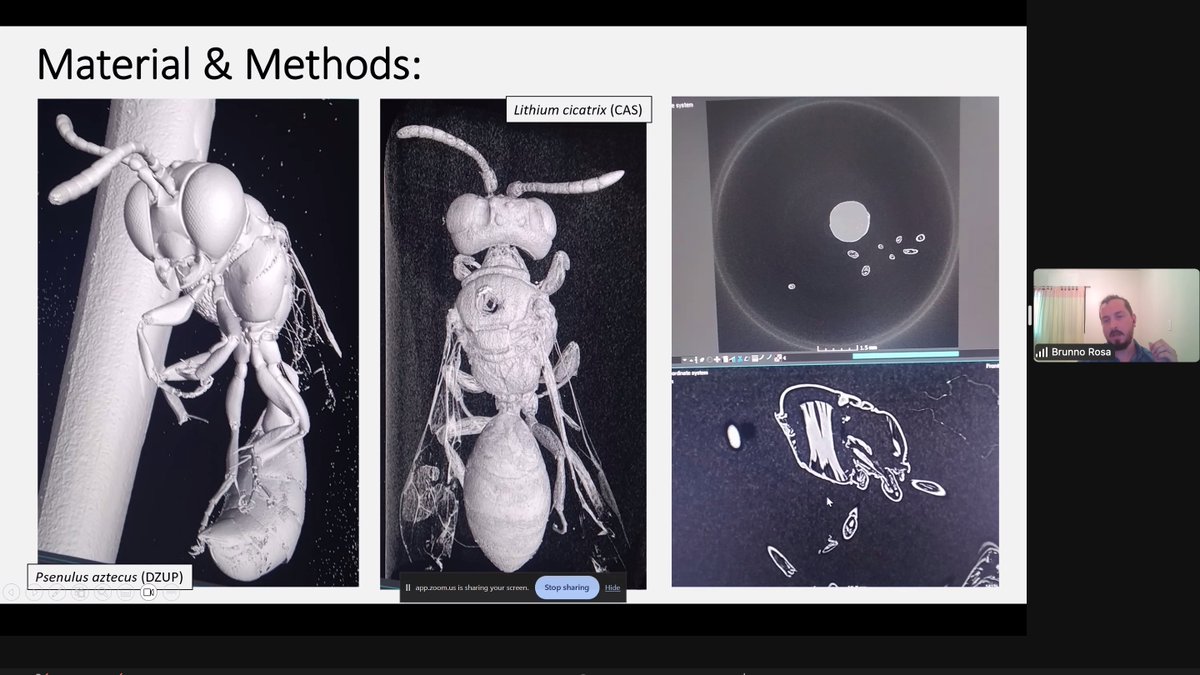 Dr. Bruno Rosa <a href="/BBuenoRosa/">Brunno B. Rosa</a> integrates fossil data and genomic evidence to elucidate the evolutionary history of psenid wasps #Hymathon2023