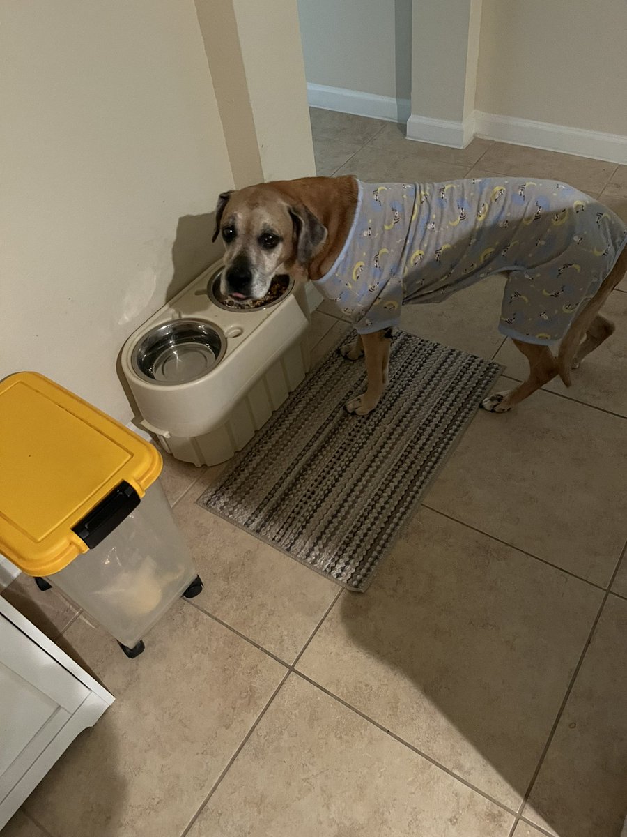 Frito 🐈 Leti 🐈‍⬛ Angel Hope 🐶 😇 🌈🐾❤️ tweet media