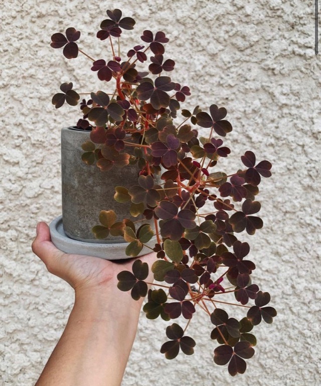 daily plants tweet media