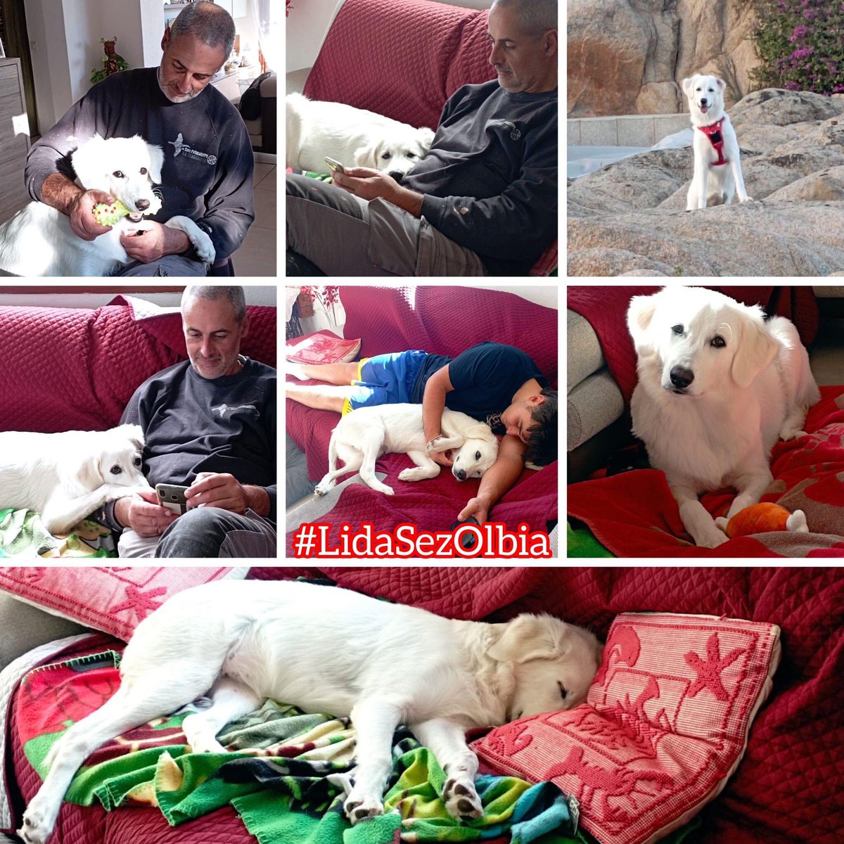 LidaSezOlbia's tweet photo. Olbia, 30.11.2023
"Cara Cosetta la nostra splendida Lulù ti saluta e noi non finiremo mai di ringraziarti per averci dato la possibilità di prenderci cura di lei, è il nostro raggio di luce, un amore grande ❤️❤️❤️" https://t.co/ALB16I8oyi