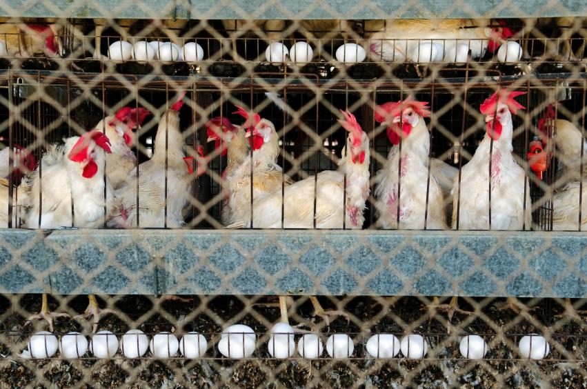 Avian flu strikes large layer farms in Iowa, Ohio, Minnesota

In November alone, outbreaks have led to the loss of about 7.6 million more poultry.

ow.ly/gwj650Qe8F4