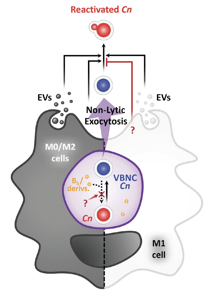 So Happy to share this masterpiece from Raffael Castro. A real tour de force !!! Congratulations!!! #PLOSPathogens: Kicking sleepers out of bed: Macrophages promote reactivation of dormant Cryptococcus neoform ... dx.plos.org/10.1371/journa…