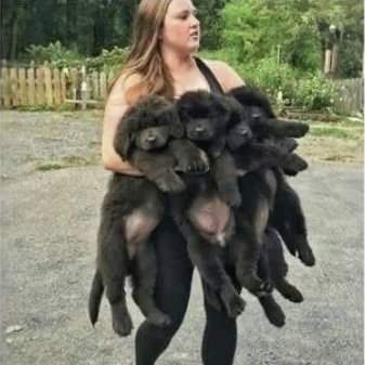 Él se ha encontrado un chucho callejero, ha entrado por la puerta de casa así: