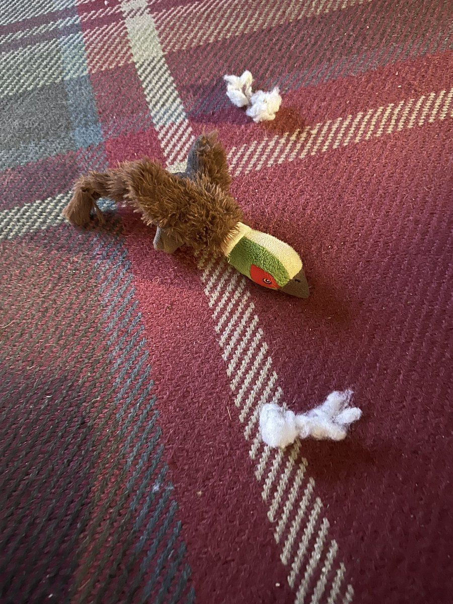 DaisyTinkerbel1's tweet photo. RIP pheasant. Squeaker and stuffing removed. Daisy enjoyed playing with you. https://t.co/lmzJ3mlm46